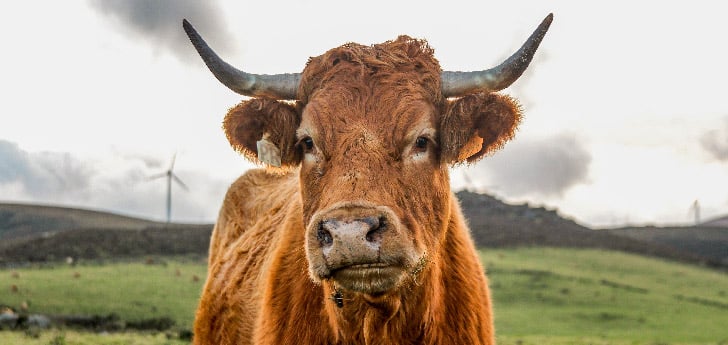 Rubia de Galicia vs Wagyu vaca rubia gallega Carnicería Víctor Salvo